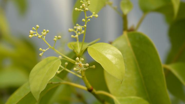 黄花鱼是淡水鱼仍是海水鱼